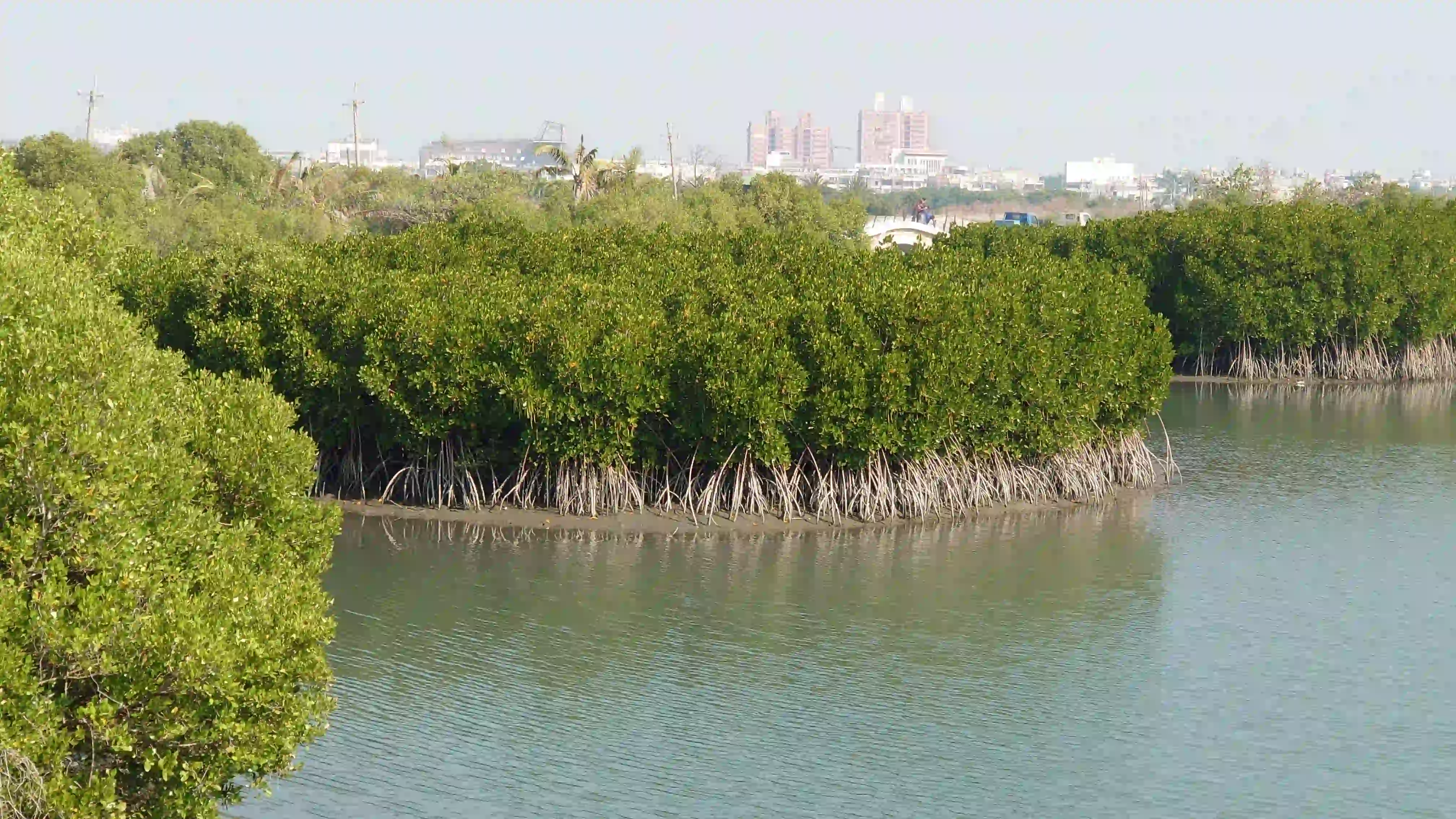 Ocean Affairs Council Completes Blue Carbon Methodology  Fostering Public-Private Collaboration in Blue Carbon Credit