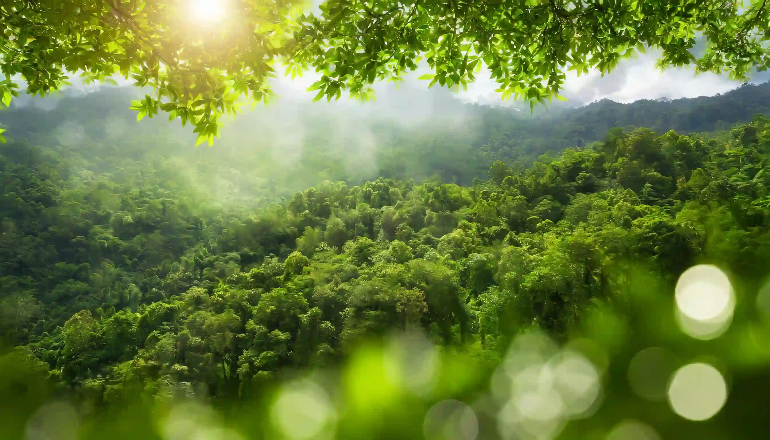 OMNI Features｜Czech Republic Establishes SIRS / Vietnam Establishes Its First Carbon Credit Training Institution / Hualien Clears White Popinac for Biomass Energy to Balance Carbon Reduction and Ecological Restoration