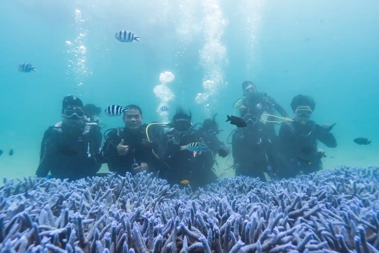離岸風電與海洋保育共榮　台亞風能投入澎湖「珊瑚復育行動」